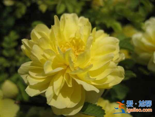 洛陽牡丹花會(huì)地點(diǎn)，洛陽花會(huì)在哪里？