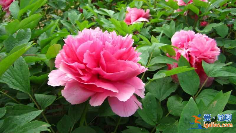 洛陽牡丹花會(huì)地點(diǎn)，洛陽花會(huì)在哪里？