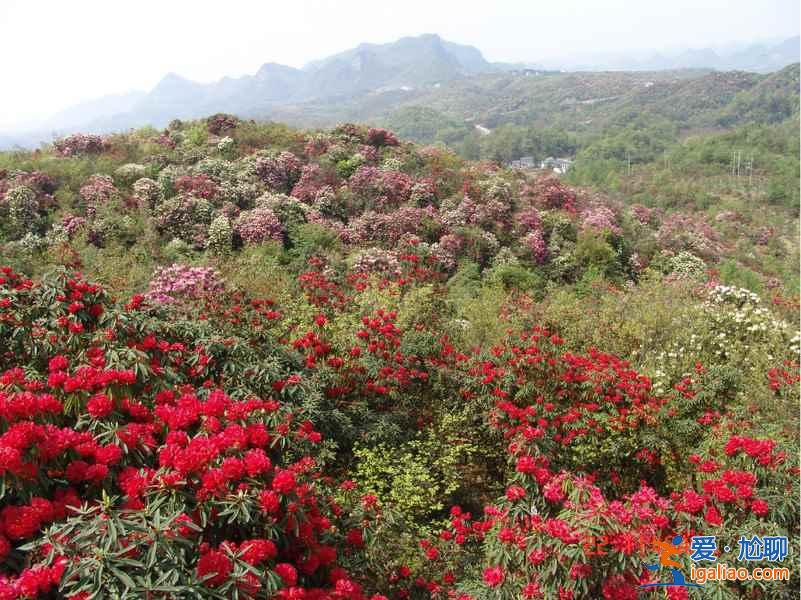 百里杜鵑花什么時候開，2017百里杜鵑花節(jié)花期—門票—地址—活動？