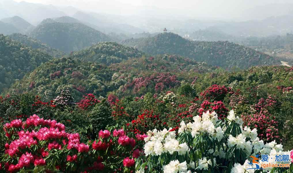 百里杜鵑花什么時候開，2017百里杜鵑花節(jié)花期—門票—地址—活動？