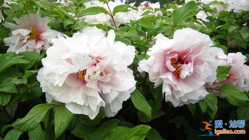 洛陽牡丹花會(huì)地點(diǎn)，洛陽花會(huì)在哪里？