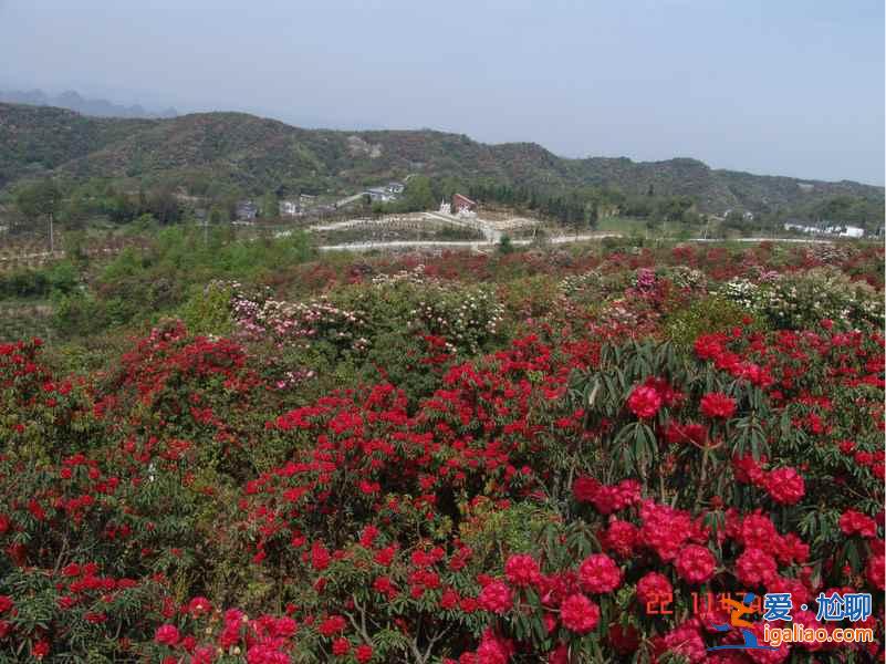 百里杜鵑花什么時候開，2017百里杜鵑花節(jié)花期—門票—地址—活動？