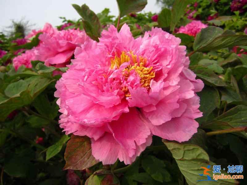 洛陽牡丹花會(huì)地點(diǎn)，洛陽花會(huì)在哪里？