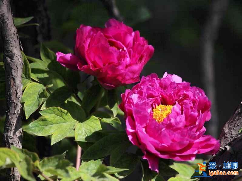 國內(nèi)五大牡丹賞花地（附：牡丹花花期、地點(diǎn)、觀賞攻略）？
