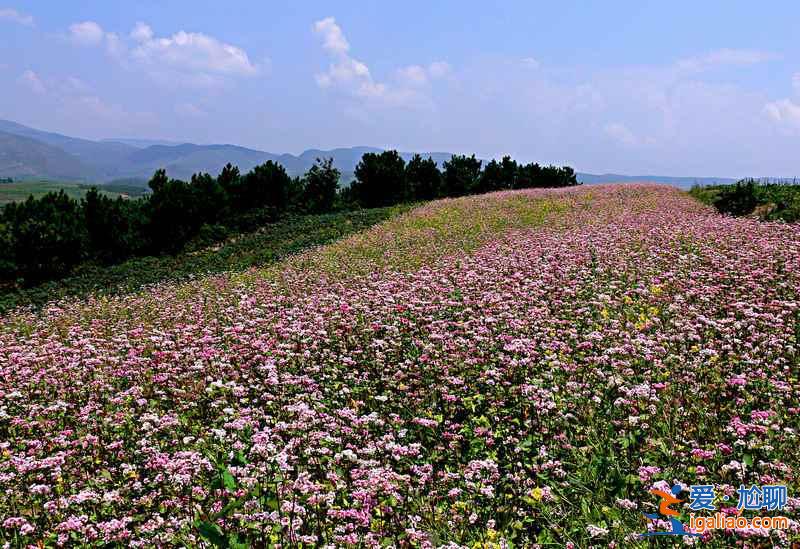 百里杜鵑花什么時候開，2017百里杜鵑花節(jié)花期—門票—地址—活動？
