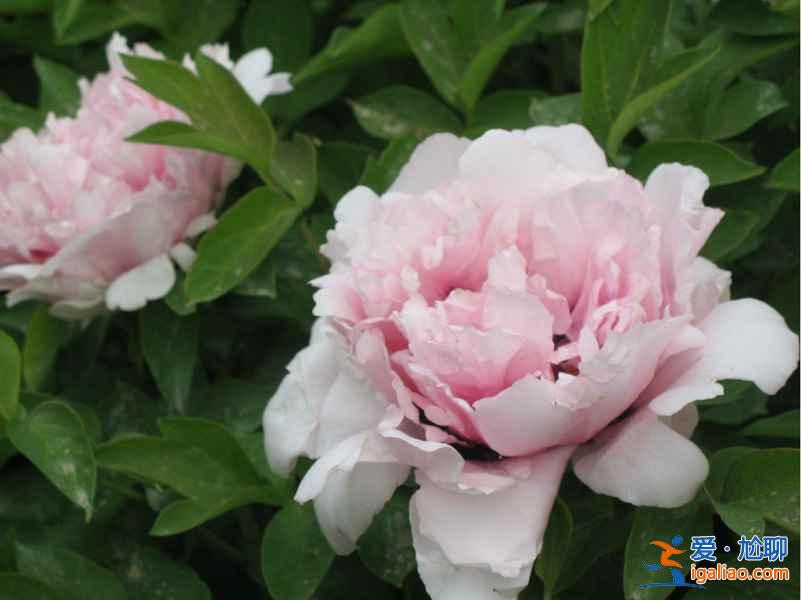 洛陽牡丹花會(huì)地點(diǎn)，洛陽花會(huì)在哪里？