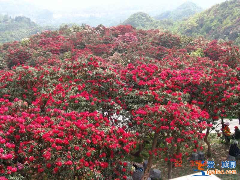百里杜鵑花什么時候開，2017百里杜鵑花節(jié)花期—門票—地址—活動？