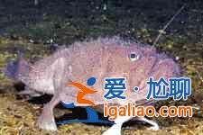 安康魚(yú)的做法？
