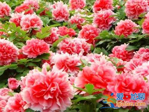 2017洛陽牡丹花會時間，2017洛陽牡丹花會時間、地點、門票？
