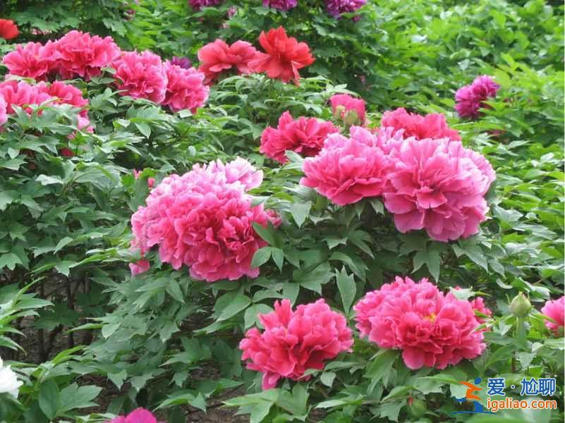 【古縣牡丹節(jié)】2017山西古縣牡丹節(jié)時間、花期、地點、門票，2017古縣牡丹節(jié)？