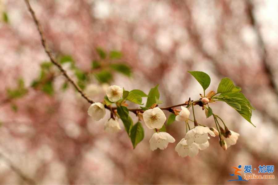 青龍寺櫻花什么時(shí)候開,青龍寺櫻花3月底能開嗎?? 青龍寺櫻花什么時(shí)候開,青龍寺櫻花3月底能開嗎??