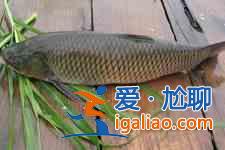 清蒸草魚的家常做法？