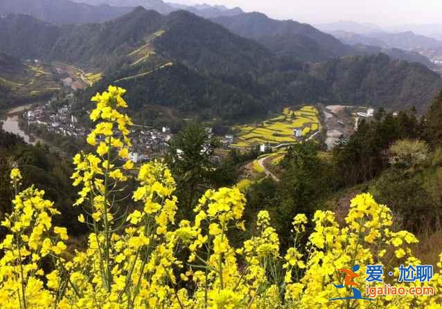 2017石潭油菜花什么時候開，2017石潭油菜花賞花攻略？