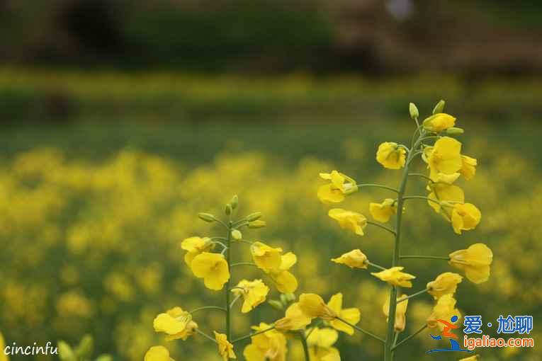 2018江西婺源油菜花線路，婺源的油菜花好看嗎？