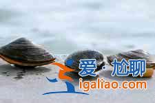 河蚌怎么洗干凈？