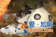 爆炒海兔？