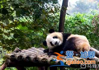 保利風(fēng)箏節(jié)門(mén)票，2017保利風(fēng)箏節(jié)門(mén)票—時(shí)間—地點(diǎn)—活動(dòng)？