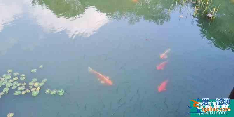 杭州一日游|金沙湖八卦田玉皇山錢塘江？