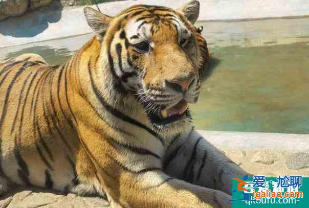 2022欒川竹海野生動物園免門票時間 春節(jié)活動？