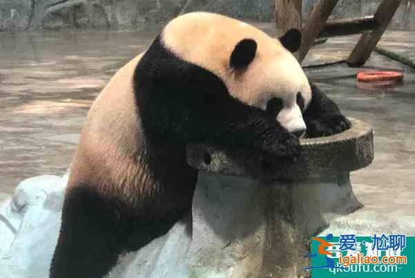 2022欒川竹海野生動物園免門票時間 春節(jié)活動？