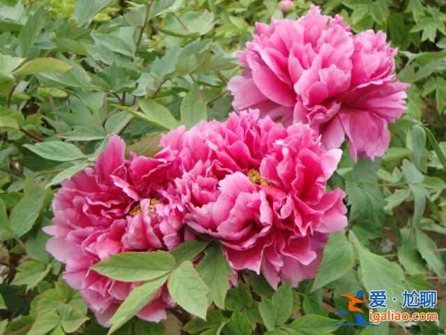 2017洛陽牡丹花會(huì)什么時(shí)候開始,2017洛陽牡丹花會(huì)? 2017洛陽牡丹花會(huì)什么時(shí)候開始,2017洛陽牡丹花會(huì)?