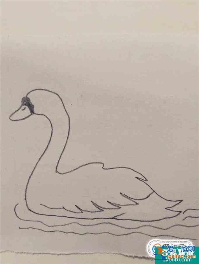 畫白天鵝的簡筆畫？