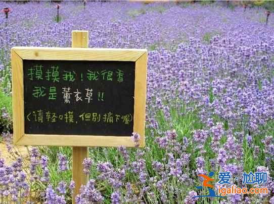 【北京薰衣草莊園】北京薰衣草莊園地址—門票，北京薰衣草主題公園？