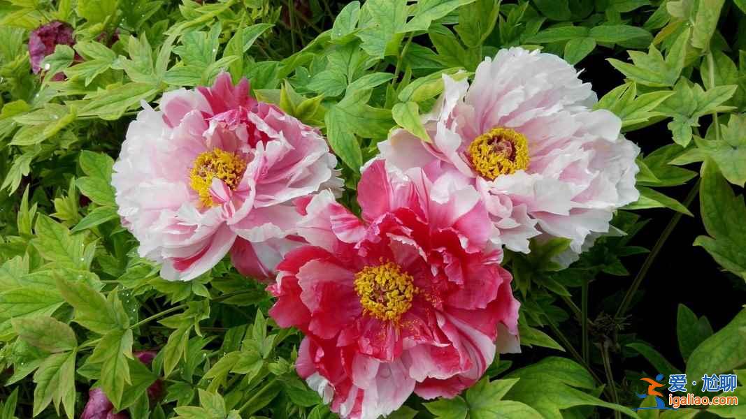 2017洛陽牡丹花會(huì)什么時(shí)候開始,2017洛陽牡丹花會(huì)? 2017洛陽牡丹花會(huì)什么時(shí)候開始,2017洛陽牡丹花會(huì)?