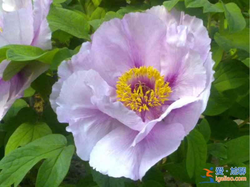 菏澤牡丹園門票，山東菏澤牡丹園怎么去？