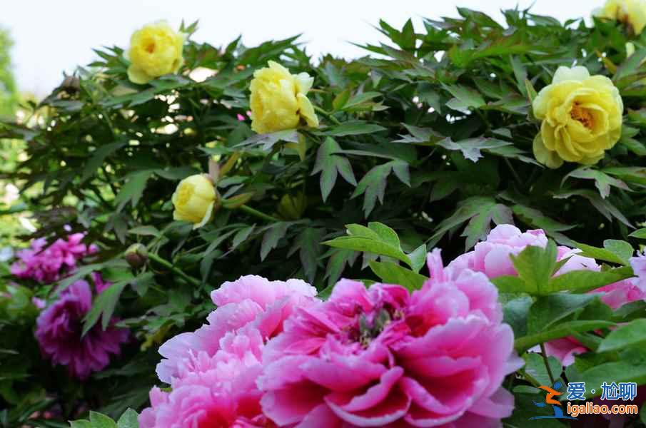 菏澤牡丹園門票，山東菏澤牡丹園怎么去？