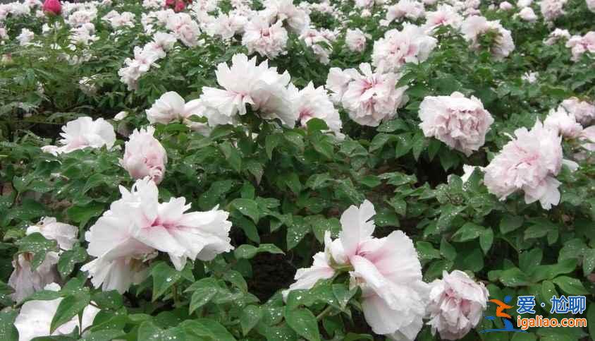 菏澤牡丹園門票，山東菏澤牡丹園怎么去？