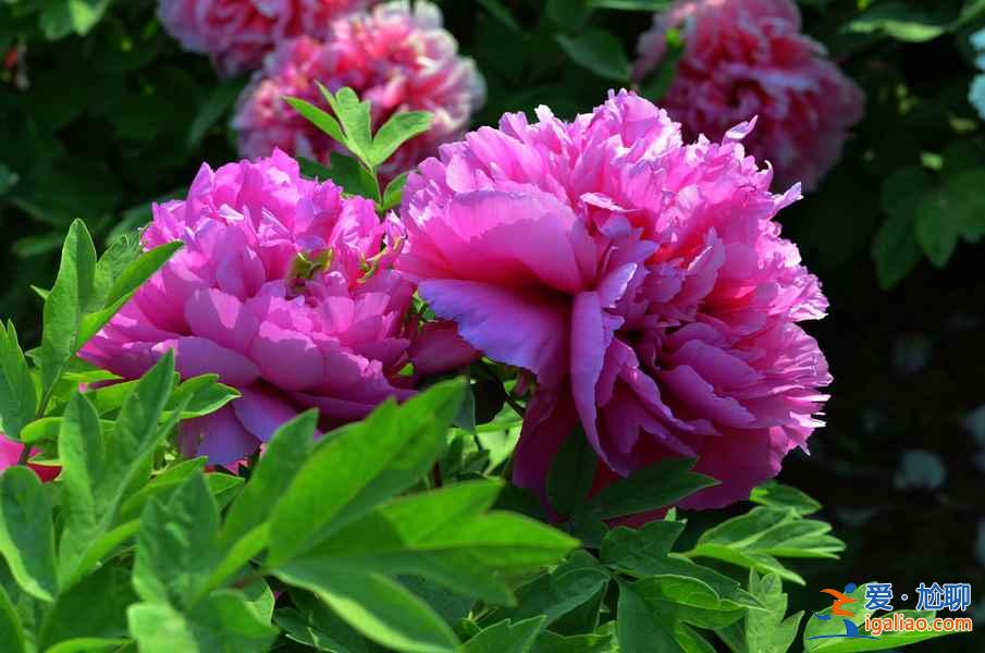 菏澤牡丹園門票，山東菏澤牡丹園怎么去？
