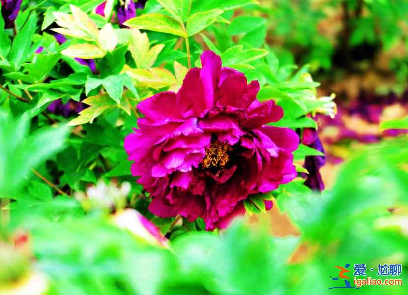 2017菏澤牡丹花會門票，2017菏澤牡丹花會門票？