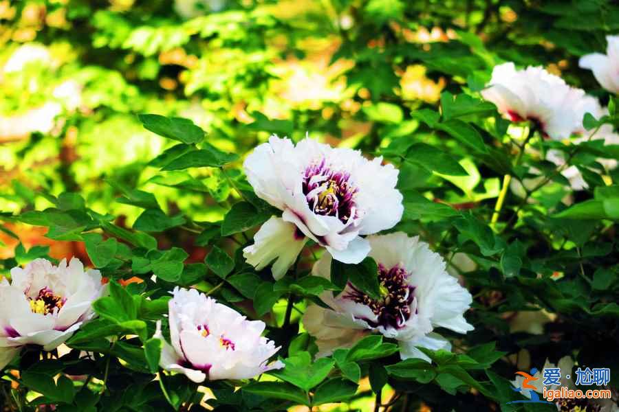 2017菏澤牡丹花會門票，2017菏澤牡丹花會門票？