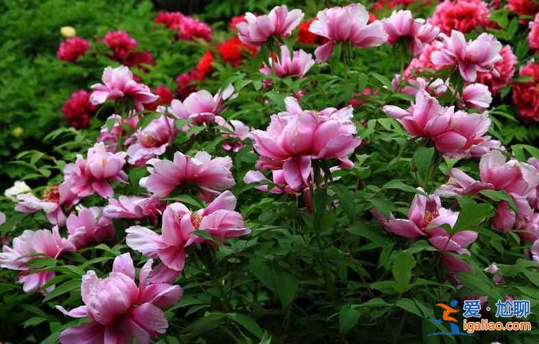 2017菏澤牡丹花會門票，2017菏澤牡丹花會門票？