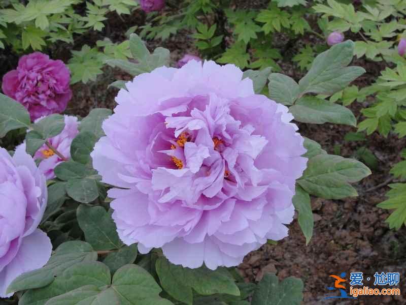 2017菏澤牡丹花會門票，2017菏澤牡丹花會門票？