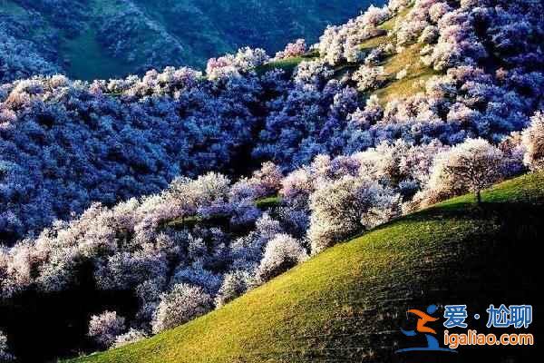 2017新疆杏花溝開花時(shí)間，2017新疆伊犁野杏花幾月開？