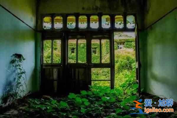 舟山村民遺棄小島20年，小島自然生長恍如仙境？