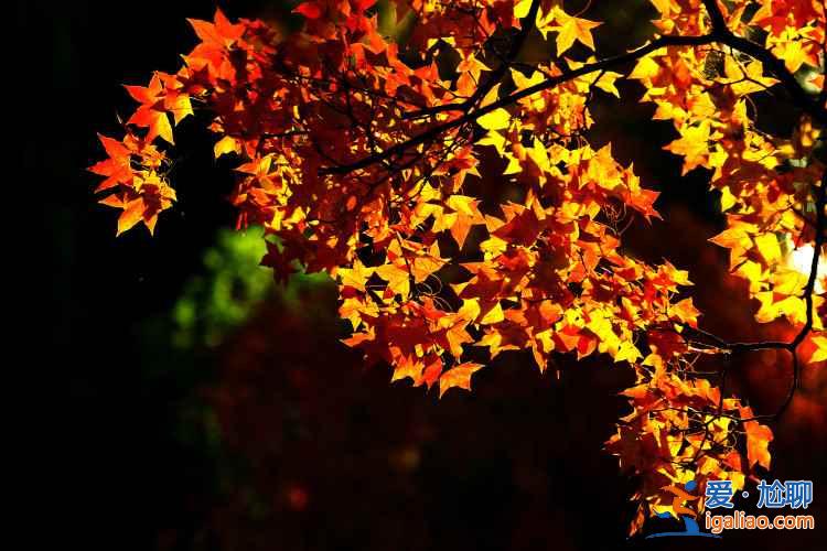 五朵山紅葉11月中旬進入觀賞期，5000多畝大小山峰層林盡然？