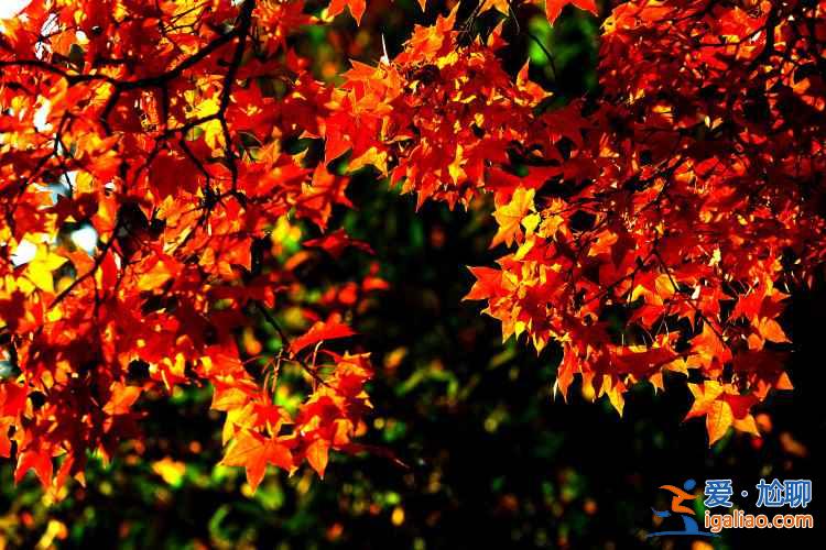 五朵山紅葉11月中旬進入觀賞期，5000多畝大小山峰層林盡然？