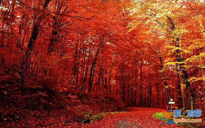 米亞羅紅葉到底怎樣，2018米亞羅紅葉最佳觀(guān)賞時(shí)間？