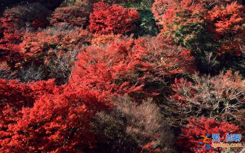 米亞羅紅葉到底怎樣，2018米亞羅紅葉最佳觀(guān)賞時(shí)間？