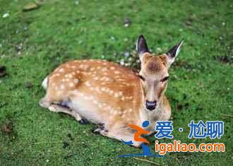 11月去關(guān)西賞紅葉路線，2018關(guān)西紅葉時(shí)間？