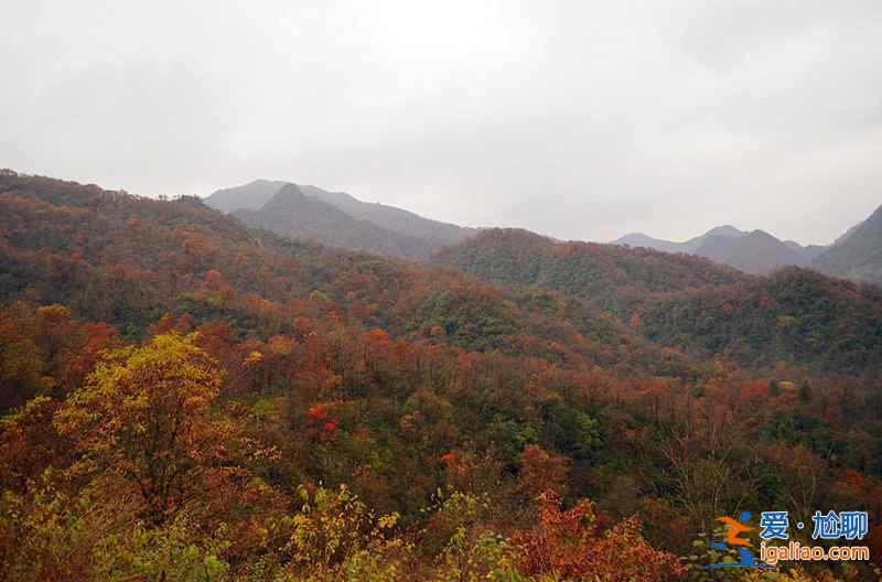 10月下旬，光霧山紅葉進(jìn)入迎來最佳觀賞時(shí)節(jié)？