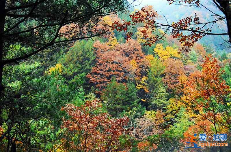 10月下旬，光霧山紅葉進(jìn)入迎來最佳觀賞時(shí)節(jié)？