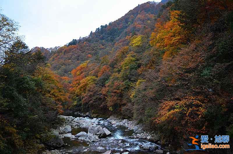 10月下旬，光霧山紅葉進(jìn)入迎來最佳觀賞時(shí)節(jié)？