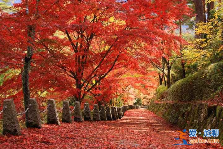 11月去關(guān)西賞紅葉路線，2018關(guān)西紅葉時(shí)間？