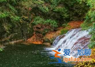 光霧山的紅葉，紅的非常震撼??？