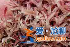 石花菜的做法？