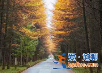 光霧山的紅葉，紅的非常震撼??？